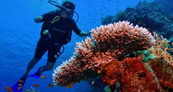 Diving Sharm el Sheikh